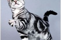 虎斑猫,魅力与性格并存的宠物伴侣