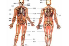 人体骨骼,人体骨骼的构成、功能与生长过程概述