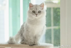 宠物猫,宠物猫的温馨日常